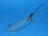 Silver Fiddle Pattern Fish Slice